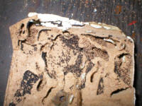 Cryptotermes brevis in supawood