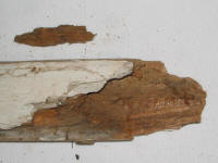 Brown rot fungal damage